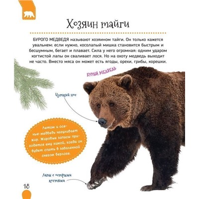 Животные России. Первая энциклопедия